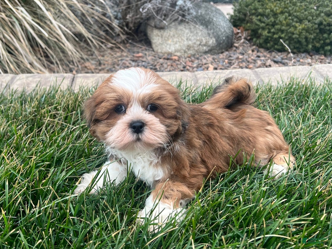 Lhasa Apso dogs for sale: Teddy - Image 8