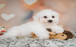 Bichon Frise dogs for sale: Tanner - Image 11