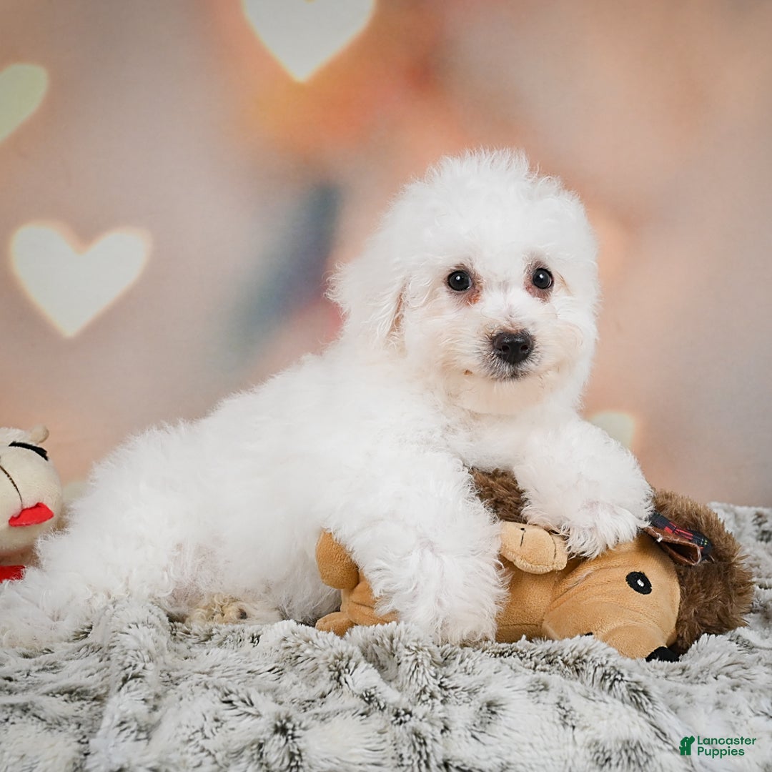 Bichon Frise dogs for sale: Tanner - Image 11