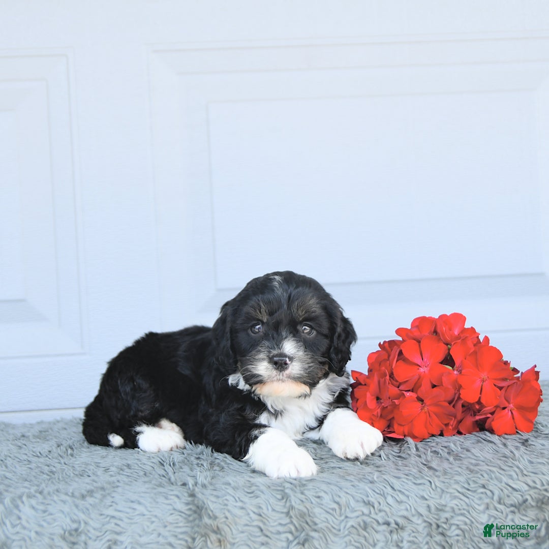 Miniature Bernese Mountain Dog dogs for sale: Peanut - Image 5