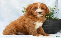 Cavapoo dogs for sale: Peanut - Image 4