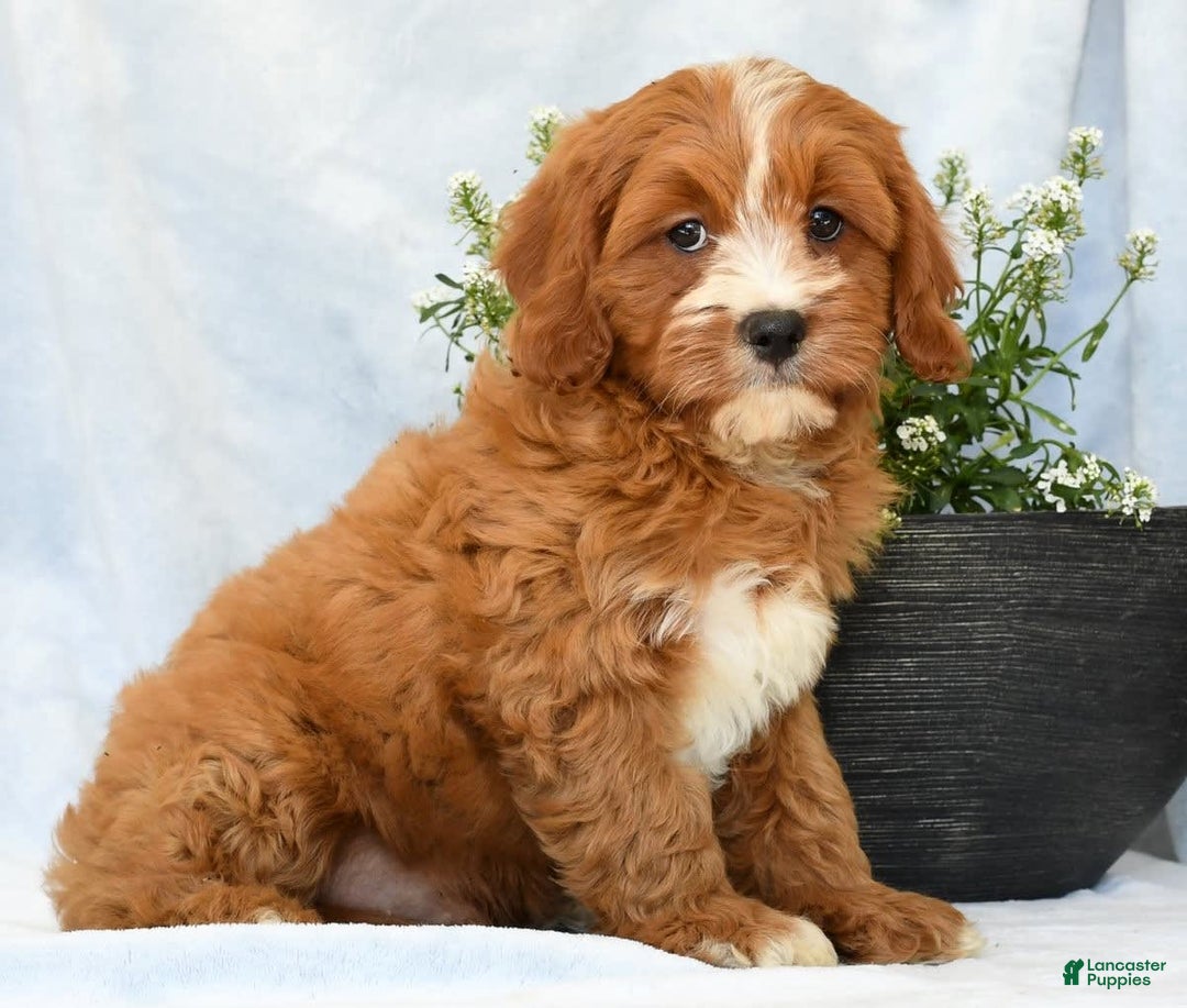 Cavapoo dogs for sale: Peanut - Image 4