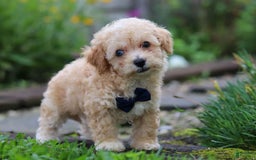 Miniature Poodle dogs for sale: Ricky - Image 6