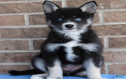 Pomsky dogs for sale: Ava - Image 5