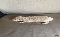 Toy Poodle dogs for sale: Teddy - Image 2