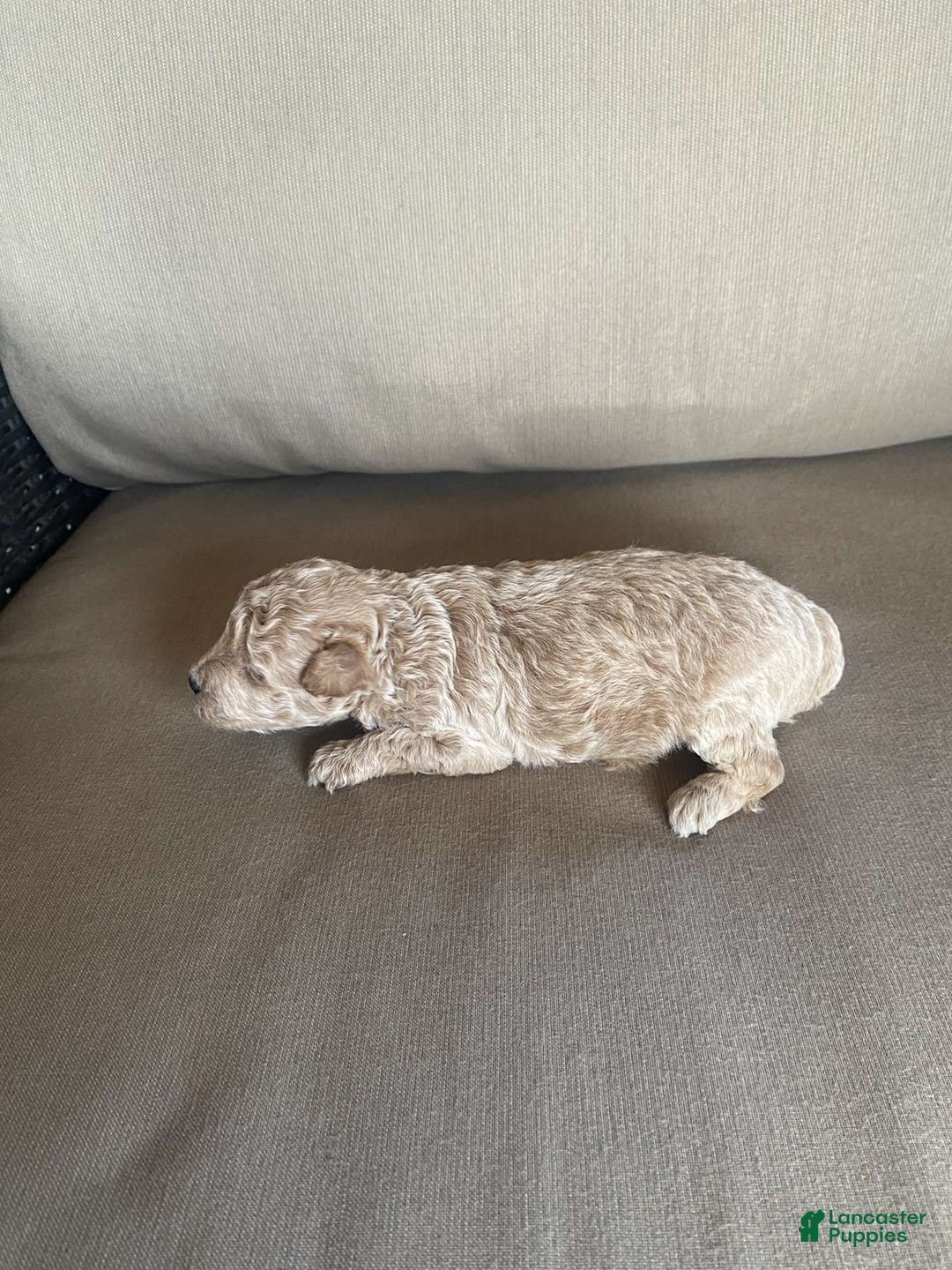 Toy Poodle dogs for sale: Teddy - Image 2