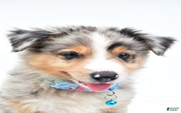 Australian Shepherd dogs for sale: Ronnie - Image 6