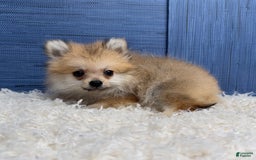 Pomeranian dogs for sale: Charlie - Image 18