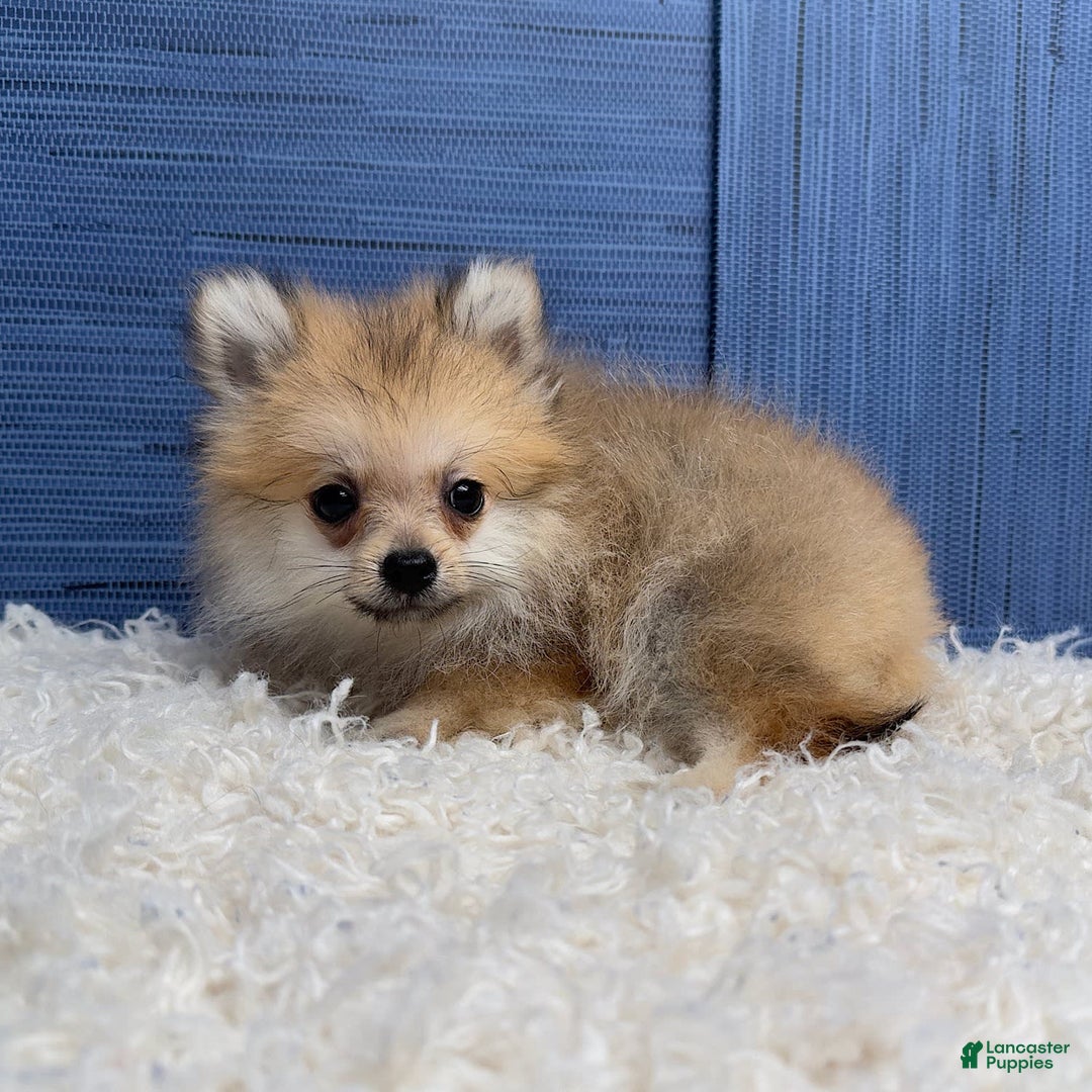 Pomeranian dogs for sale: Charlie - Image 18