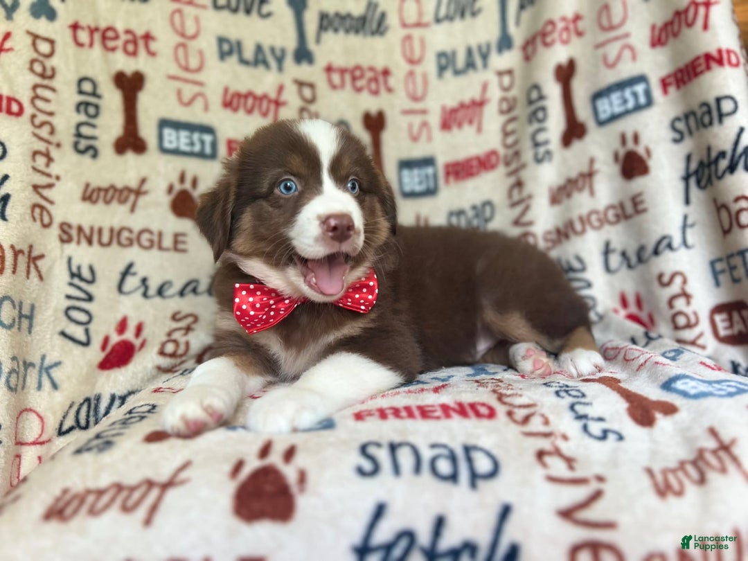 Miniature Australian Shepherd dogs for sale: Nugget - Image 2