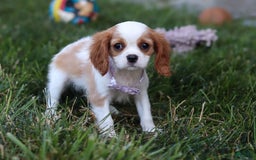 Cavalier King Charles Spaniel dogs for sale: Mindy - Image 5