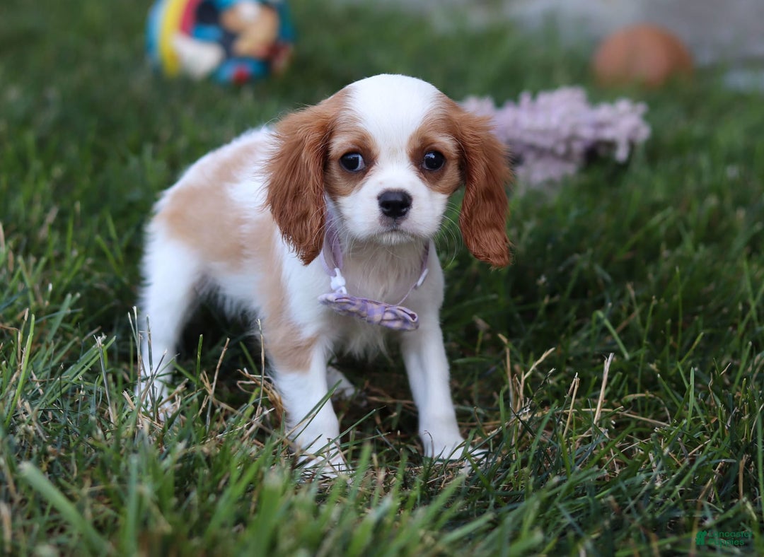 Cavalier King Charles Spaniel dogs for sale: Mindy - Image 5