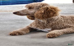 Standard Poodle dogs for sale: Palomino - Image 6