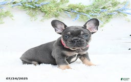French Bulldog dogs for sale: French Bulldog 6 puppies - Image 5