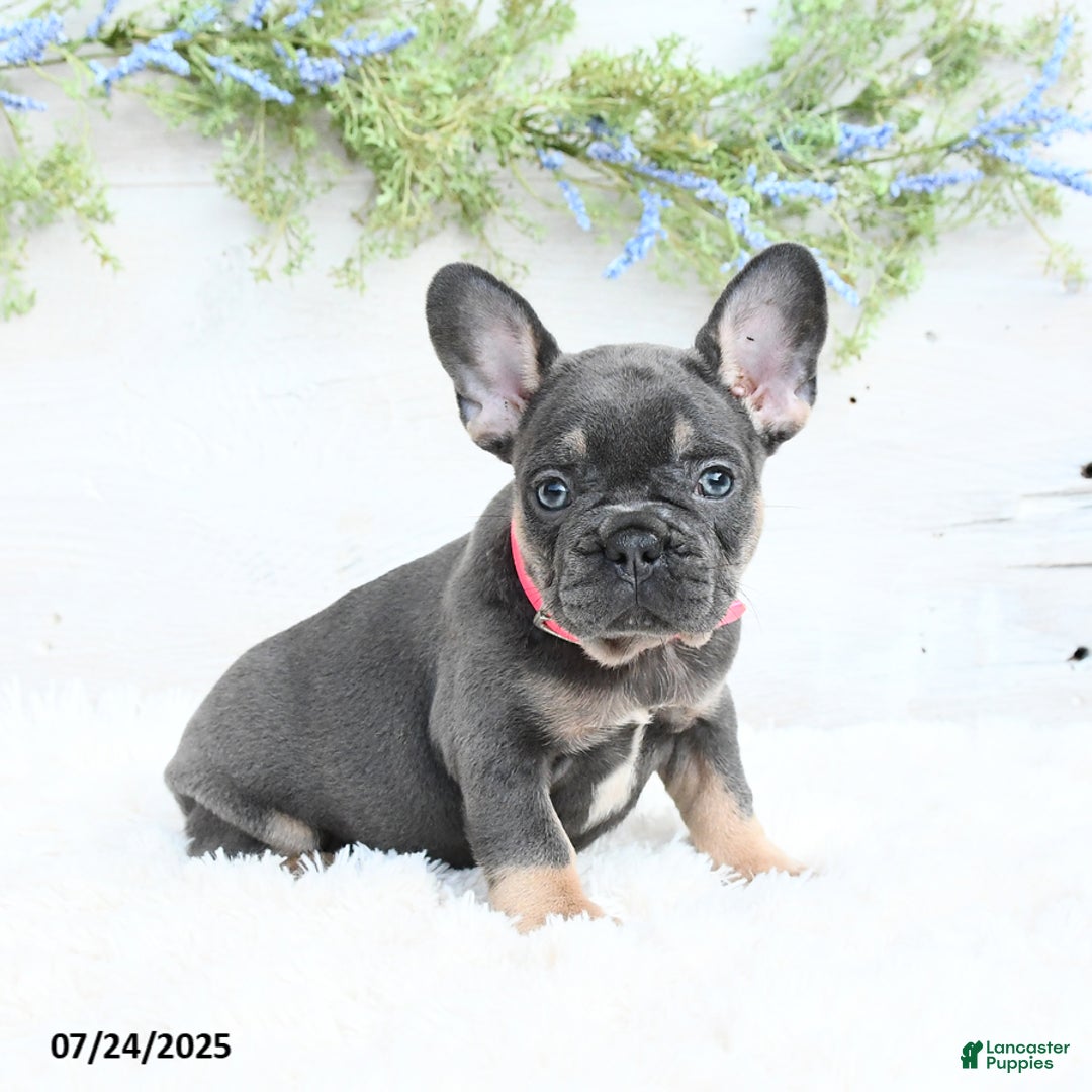 French Bulldog dogs for sale: French Bulldog 6 puppies - Image 5