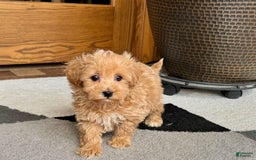 Maltipoo dogs for sale: Cody - Image 12