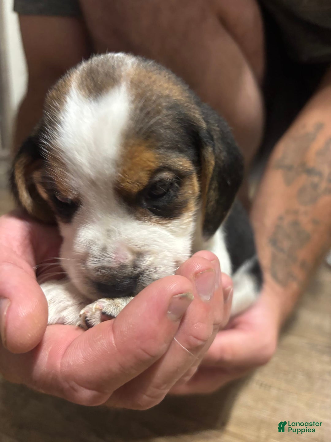 Beagle dogs for sale: Daisy - Image 3