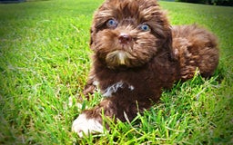 Havapoo dogs for sale: Classy - Image 10