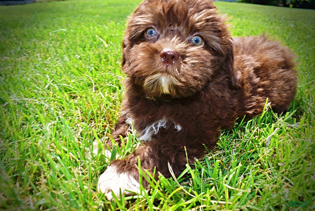 Havapoo dogs for sale: Classy - Image 10