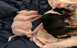 Bull Terrier dogs for sale: Target - Image 6