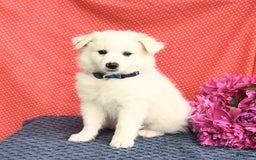 American Eskimo dogs for sale: Mars - Image 1