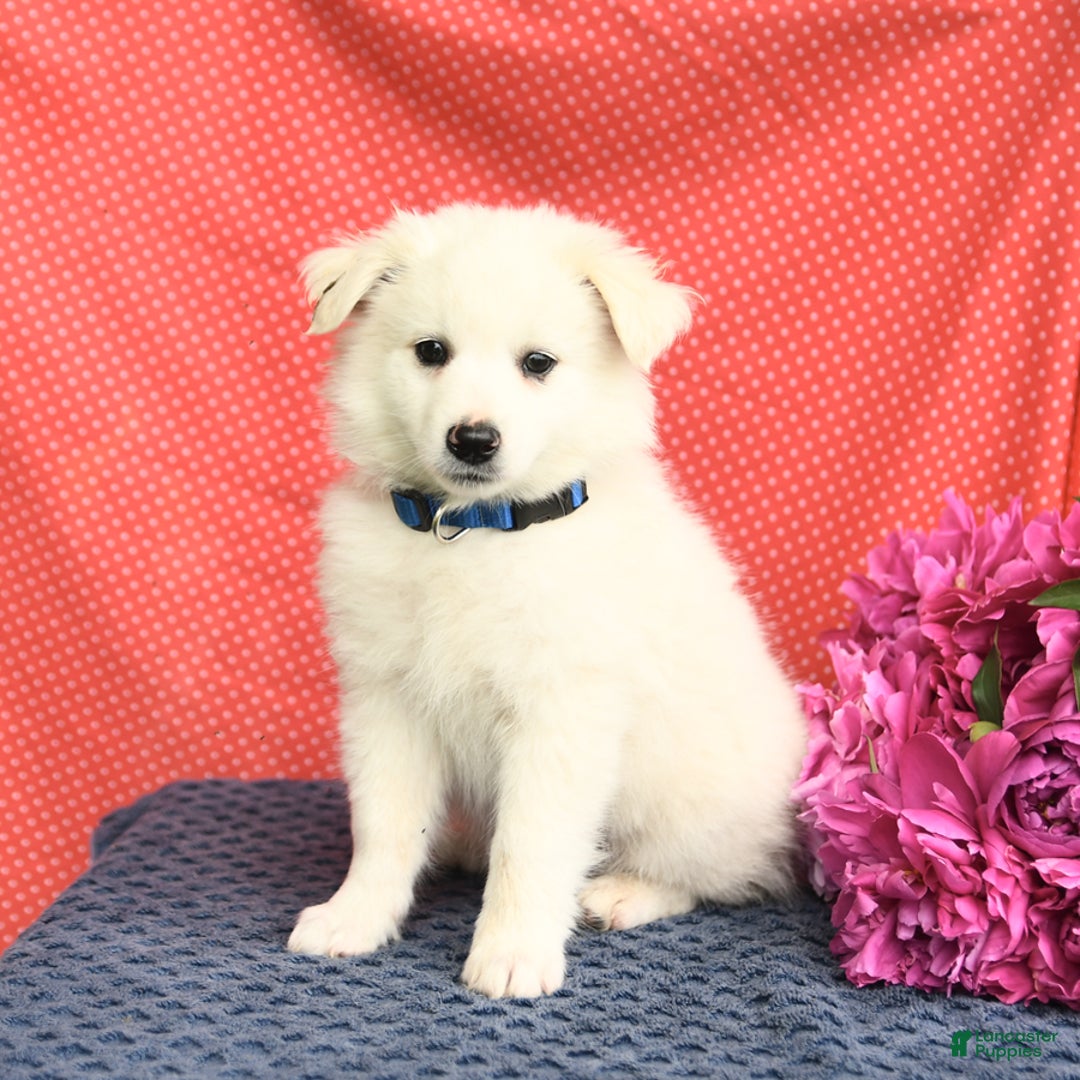 American Eskimo dogs for sale: Mars - Image 1
