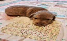 Miniature Dachshund dogs for sale: Chase - Image 12