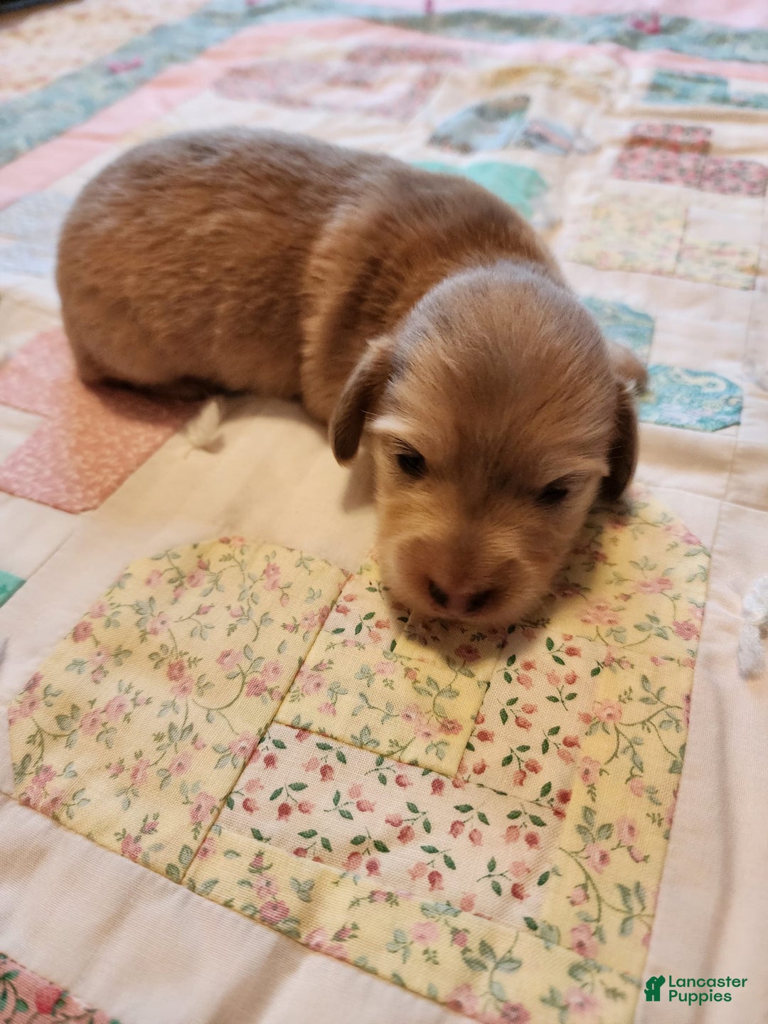 Miniature Dachshund dogs for sale: Chase - Image 12