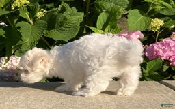Coton De Tulear dogs for sale: Button - Image 8