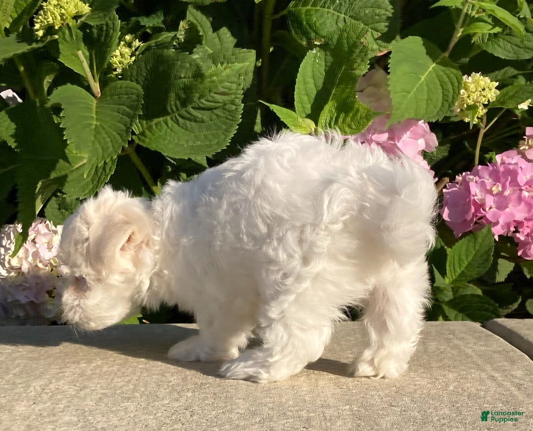 Coton De Tulear dogs for sale: Button - Image 8
