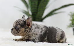French Bulldog dogs for sale: French Bulldog 5 puppies - Image 18