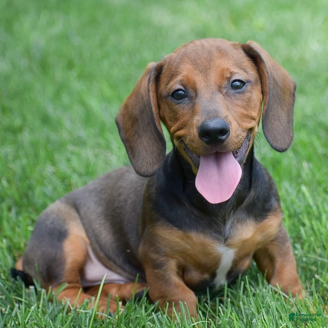 Dachshund dogs for sale: Weston - Image 2
