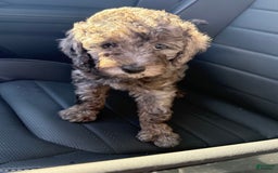 Miniature Poodle dogs for sale: Velma - Image 5