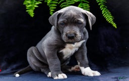 Great Dane dogs for sale: Molly - Image 20
