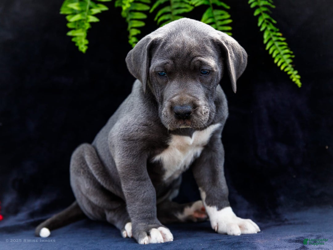 Great Dane dogs for sale: Molly - Image 20