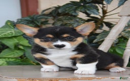 Welsh Corgi Pembroke dogs for sale: Flora - Image 1