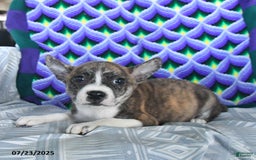 Boston Terrier dogs for sale: Blitzen - Image 2
