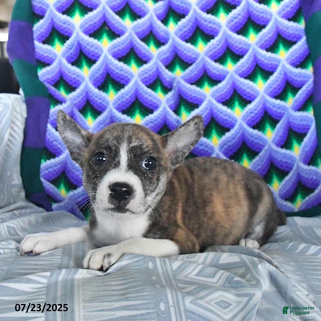 Boston Terrier dogs for sale: Blitzen - Image 2