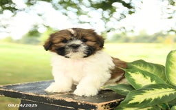 Shih Tzu dogs for sale: Lulu - Image 1