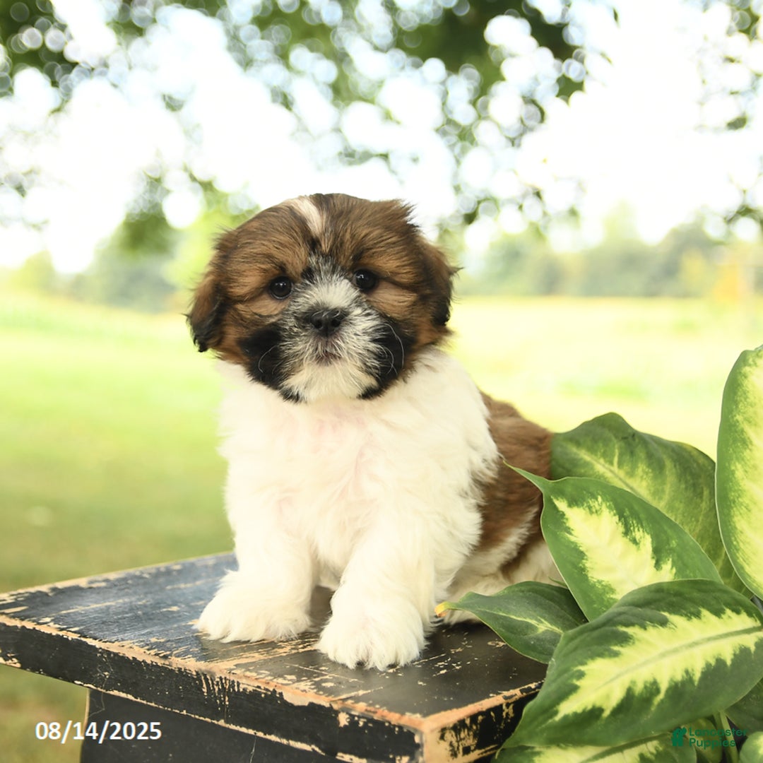 Shih Tzu dogs for sale: Lulu - Image 1