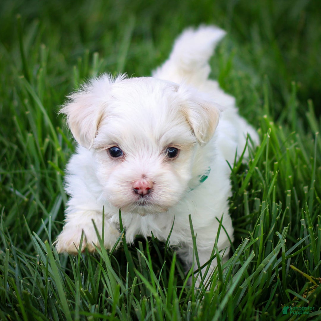 Maltese dogs for sale: Reign - Image 12