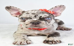 French Bulldog dogs for sale: Austin - Image 5