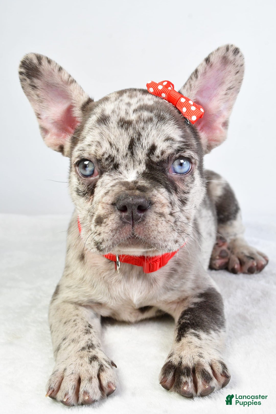 French Bulldog dogs for sale: Austin - Image 5