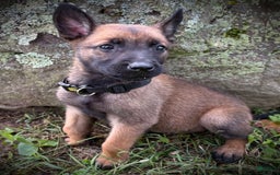 Belgian Malinois dogs for sale: Opal - Image 1