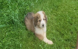 Bernese Mountain Dog dogs for sale: Great Bernese 1 - Image 1