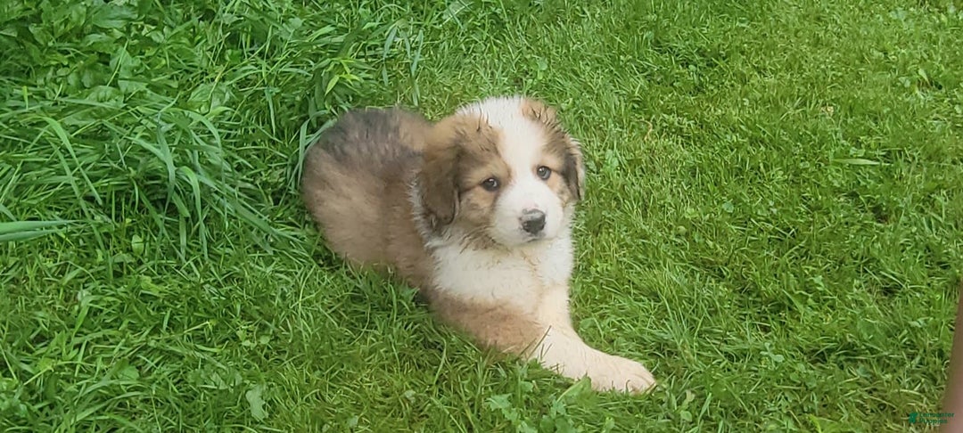 Bernese Mountain Dog dogs for sale: Great Bernese 1 - Image 1