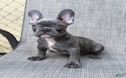 French Bulldog dogs for sale: David - Image 1