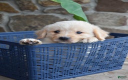 Miniature Bernese Mountain Dog dogs for sale: T Bone - Image 1