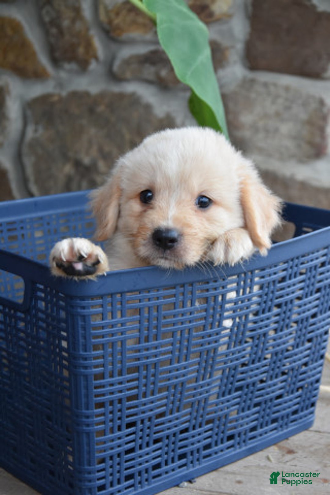 Miniature Bernese Mountain Dog dogs for sale: T Bone - Image 1