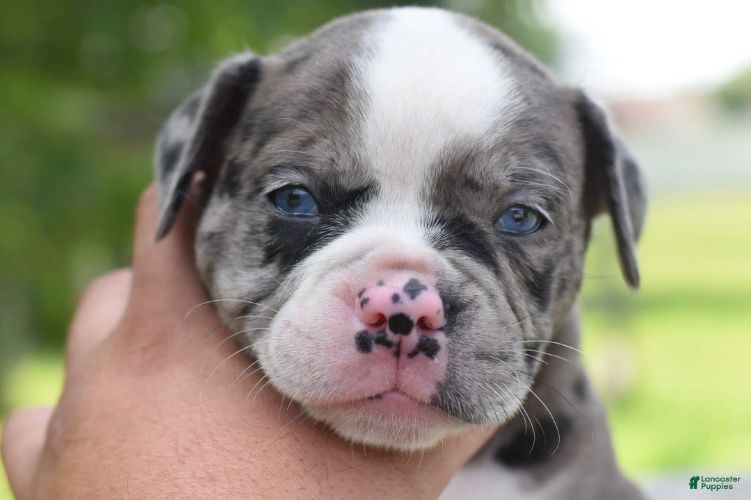 Olde English Bulldogge dogs for sale: Enzo blue eyes mini bulldogge - Image 17